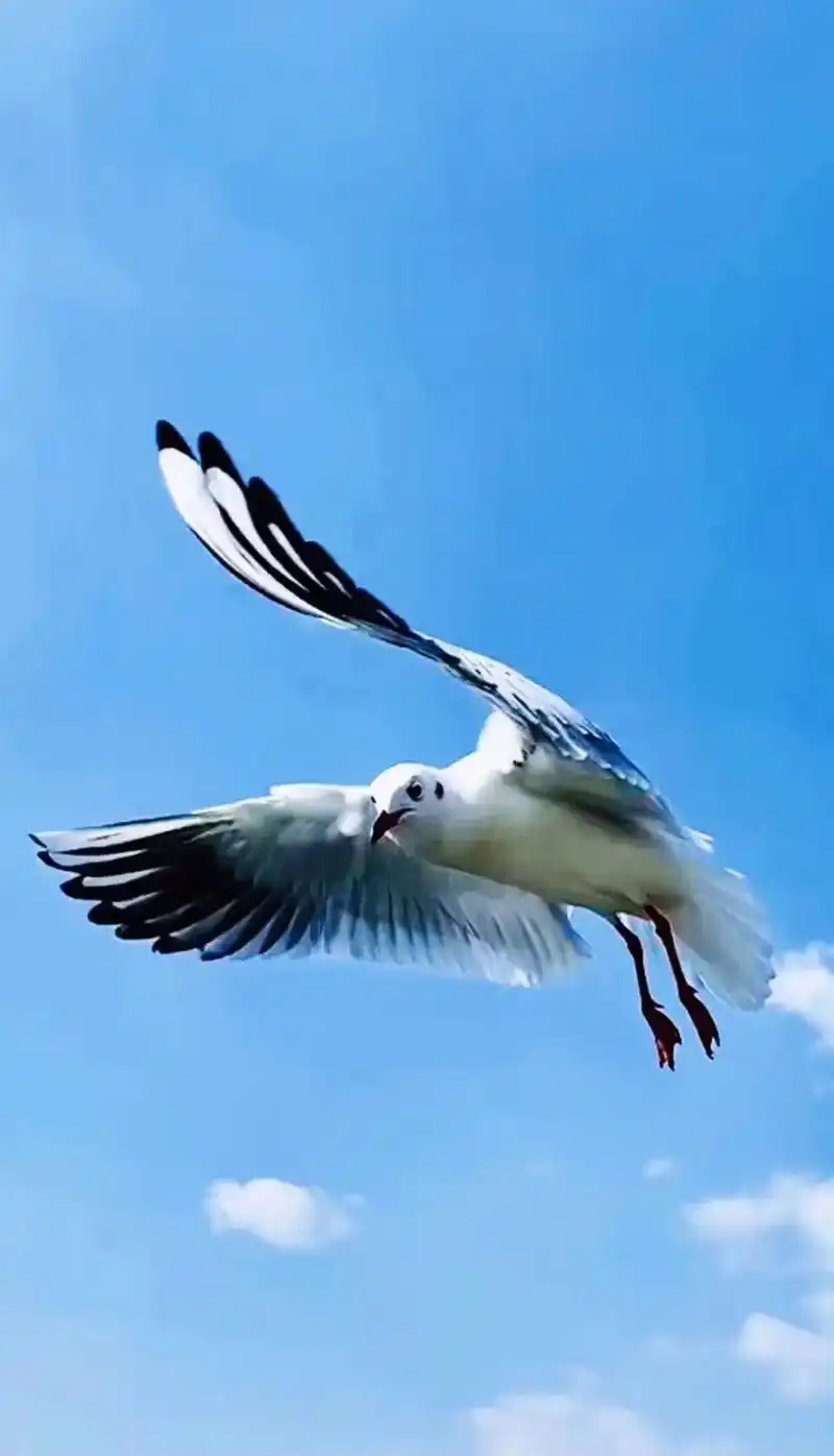 抖音图文来了  昆明冬季靓丽的风景线,彩云伴海鸥 #原创  - 抖音