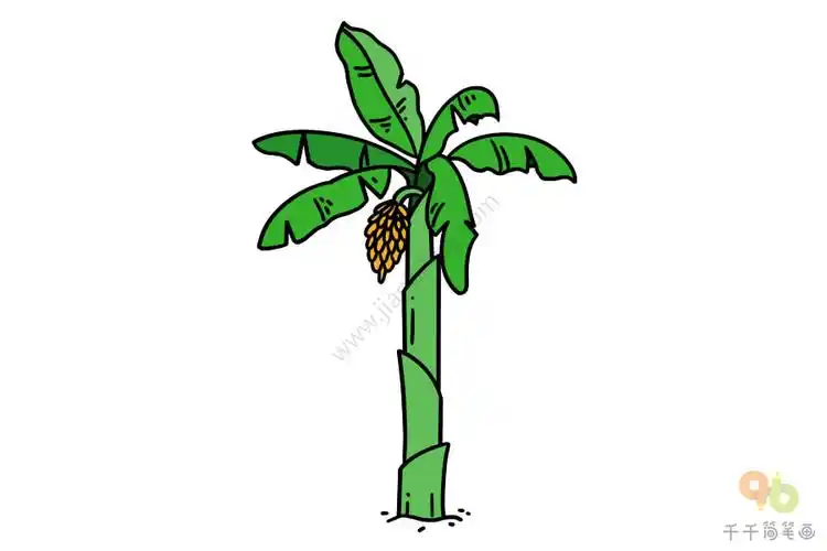 轻松学会芭蕉树简笔画