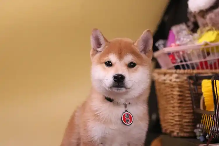 怎么能够明确的知道柴犬是否患有耳螨柴犬耳螨的症状