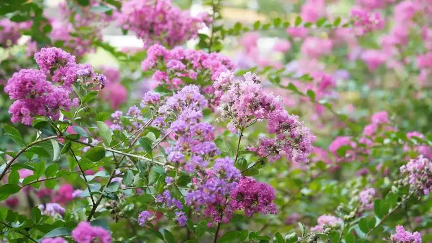 漂亮迷人的紫薇花,高清壁纸图片,鲜花背景-回车桌面