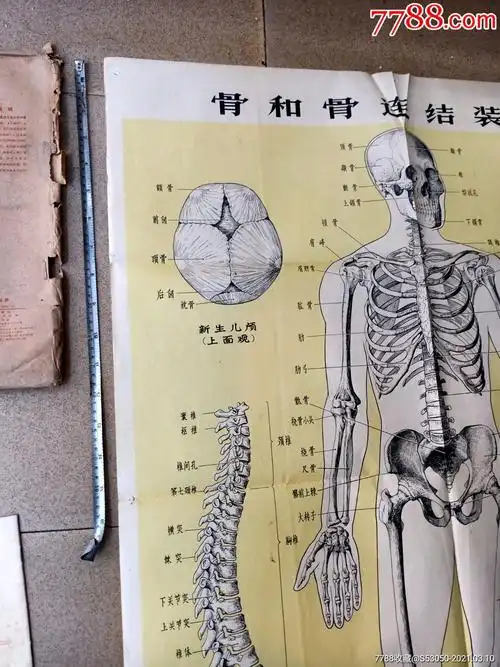 沈阳医学院,人民卫生出版社,人体解剖挂图,12张全,有说明书