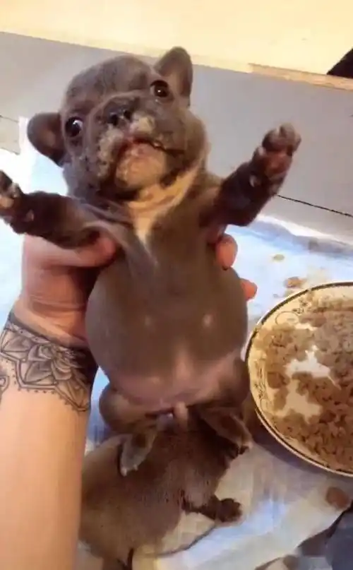 小狗吃饭肚子撑大,主人一手抓起来瞧,大得像个圆盘!