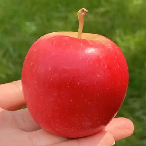 新西兰火箭苹果一桶桶的小可爱浓情多汁珍稀品种1筒5只