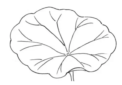 简单好看的荷叶植物简笔画 荷花 - 9252儿童网