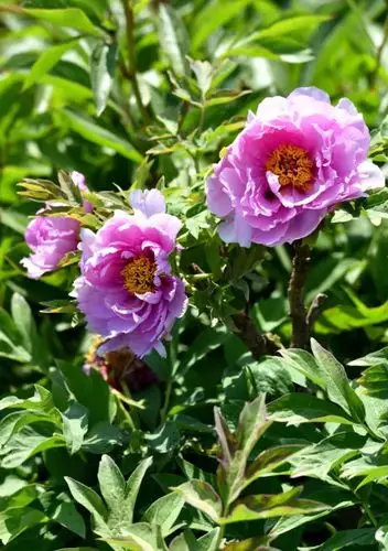 花开富贵一一一风景摄于曹州牡丹园