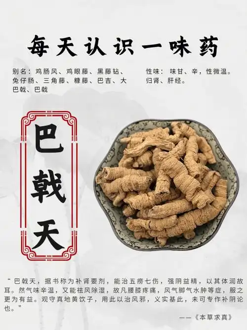 78巴戟天,中药名,四大南药之一,入药部位为茜草科植物巴戟天的干燥