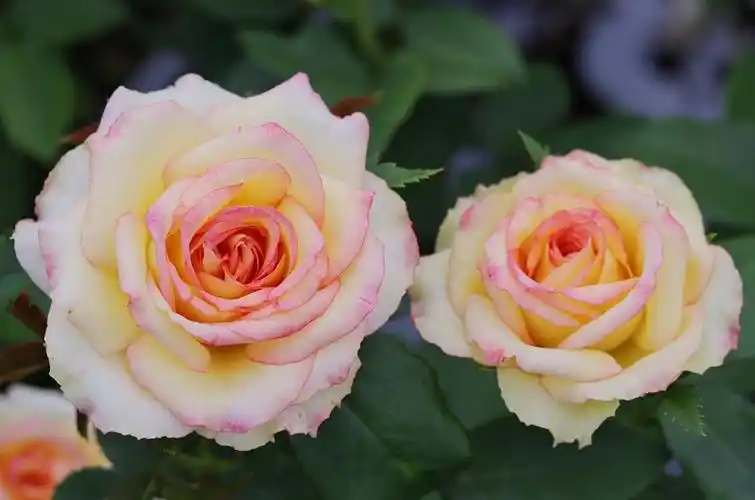 月季图片——阿班斯