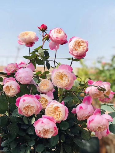 新品变色灌木切花和室月季多季勤花包子颜色多变迷幻盆栽植物小苗