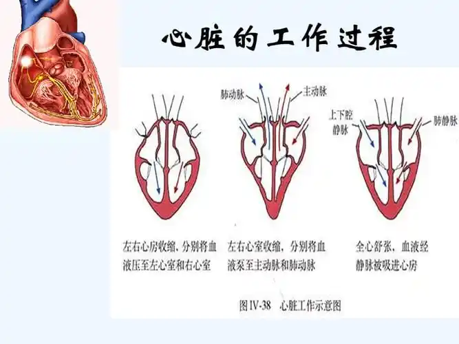 生物人教版七年级下册心脏工作过程ppt