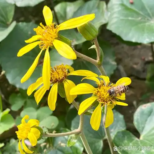 每天认识一植物99——大吴风草