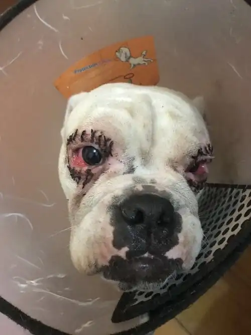 狗狗睫毛倒长,做个双眼皮