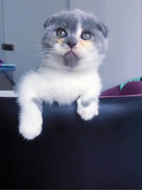 精养蓝白出售苏格兰折耳猫蓝白弟弟妹妹