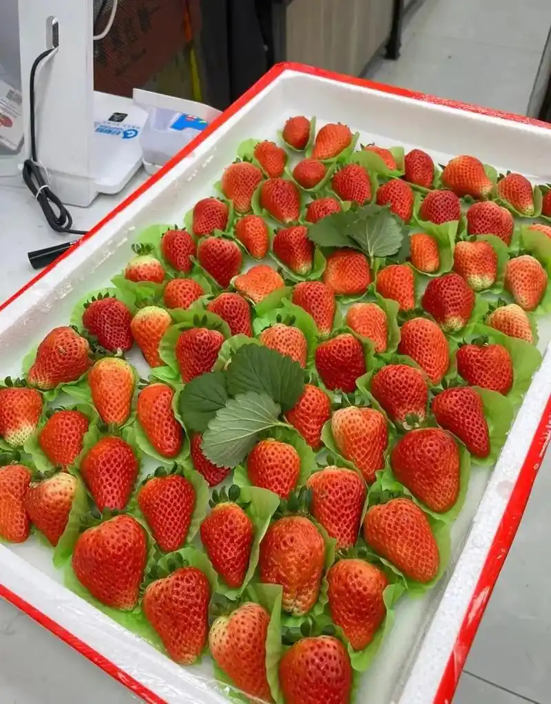8元一件.长沙这个卖草莓的小姐姐她们家奶油草莓 - 抖音