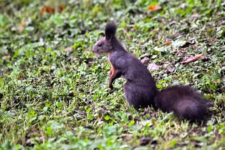 拖着毛茸茸长尾巴的小动物——松鼠_活动