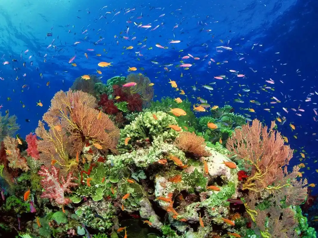 你要去看星辰大海,而不是在自己的小圈子里.#壁纸 #海底 # - 抖音