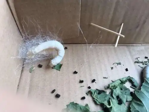 用牙签给蚕宝宝搭了一些架子,好让它们有地方结茧,结果,它们只喜欢