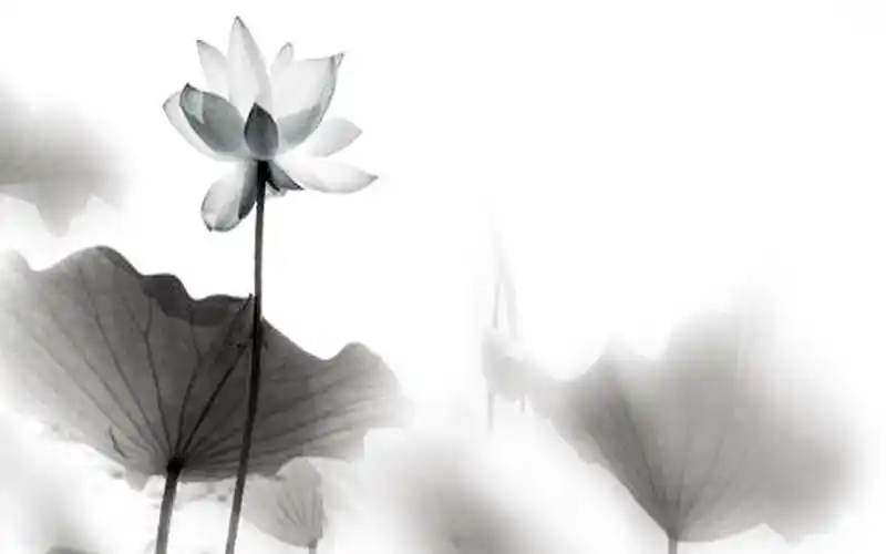 荷花,水墨画,淡雅,手绘,艺术壁纸淡雅水墨荷花 壁纸图片