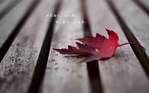 树叶黄了人心凉了带字图片