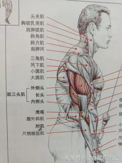 3个动作在家练出好看的肱三头肌!_网易订阅