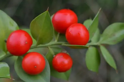 小浆果球形,直径约1厘米,熟时红色.