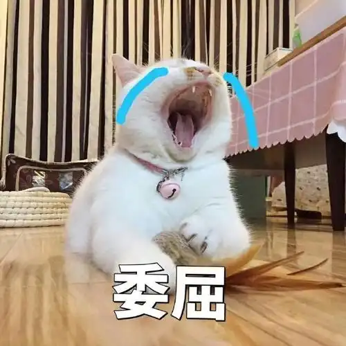 萌宠 喵星人 委屈 想哭 憨憨 可爱