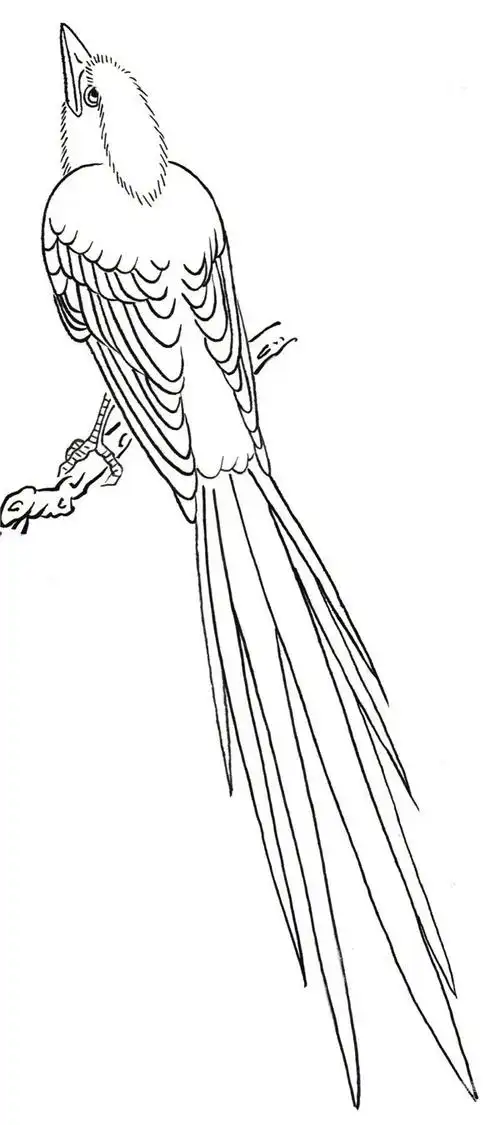 白描禽鸟蓝鹊的入门绘画教程