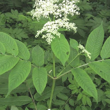 血满草虽然长着白色花冠,小花却臭臭的