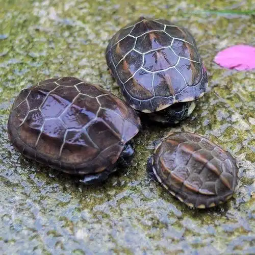 金钱龟活幼体正宗纯种中华招财镇宅一对乌龟金线龟草龟宠物龟活物