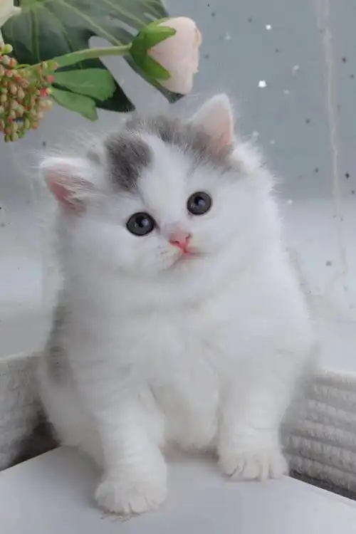 「图」自家繁殖 猫咪活泼可爱肥嘟嘟大包子脸包活-长沙宠物猫-长沙