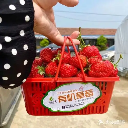 鲜嫩多汁,"莓"有烦恼!南京草莓采摘攻略,来了!(文末福利)