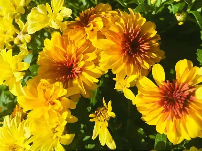 秋天有什么花开放名字(秋天有什么花开放名字和颜色)