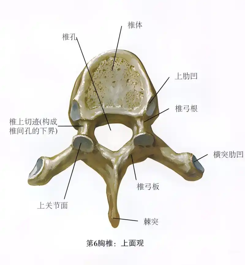 人体解剖学 #运动解剖 #骨关节的知识 #健身小白必看经验 - 抖音