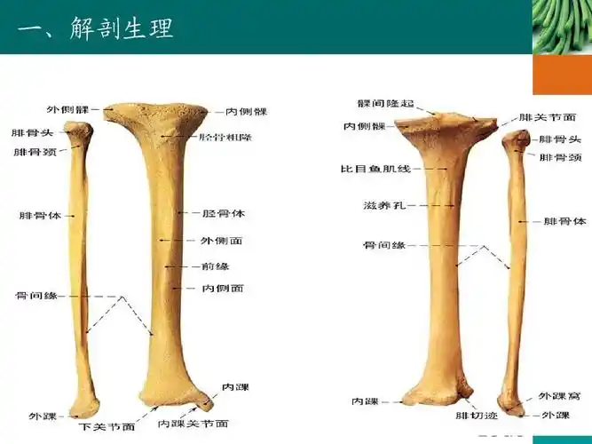 胫骨骨折病人护理查房 护理措施术前术后pio格式