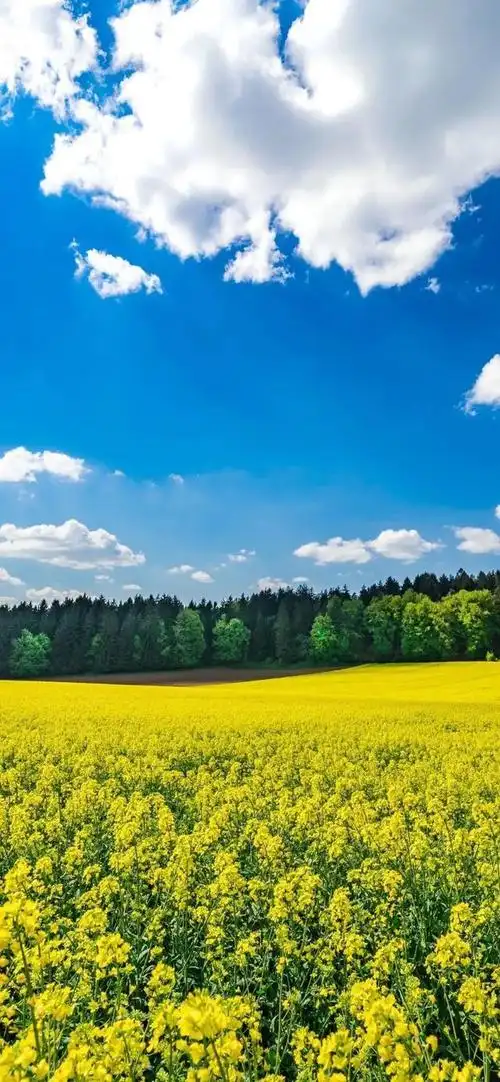 vol 155 精选高清手机壁纸/全屏锁屏壁纸