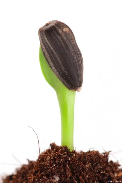 植物传播种子常见的多种方式方法