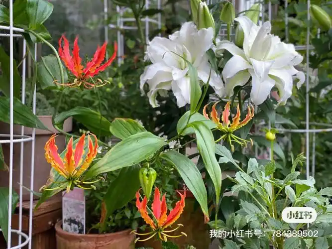 和普通百合一样,种下等开花就行啦,几乎无难度,新手也很友好的品种,会