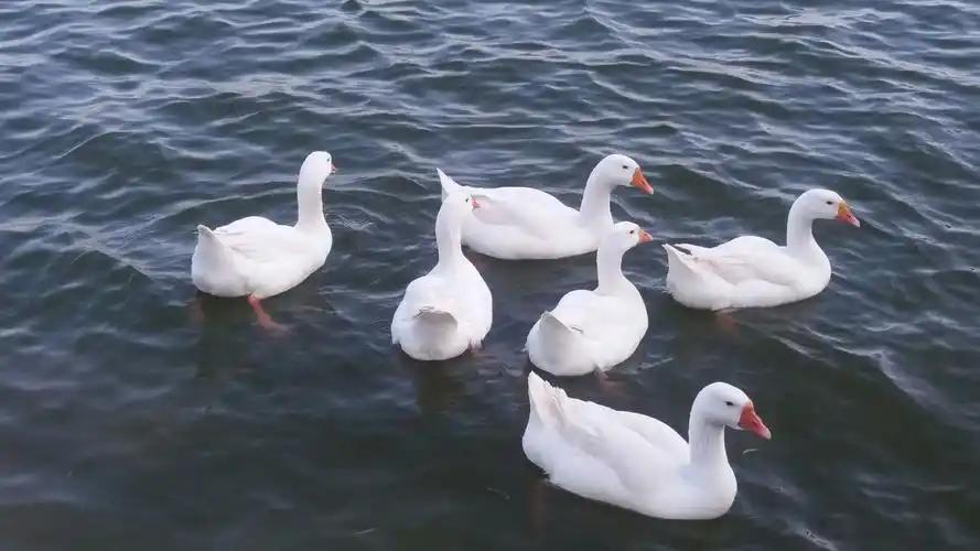 几只白色的鸭子悠闲地漂浮着,游荡着,在水面上泛起一串串涟漪,好一幅