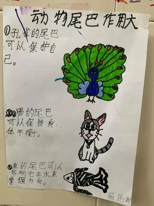 《动物尾巴作用大》手抄报集关于动物尾巴作用的手抄报一年级16班《比