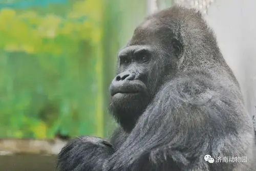 济南人的老朋友"威利"走了,年龄44.5岁|动物园|大猩猩_网易订阅