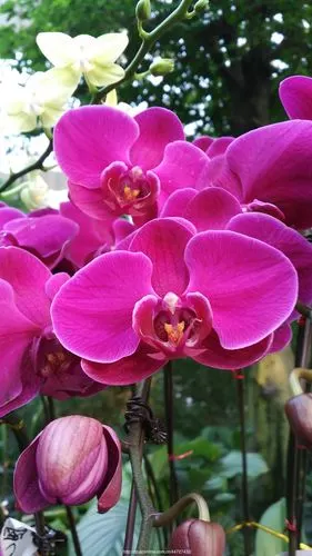 冬天的花有哪些(冬天的花有哪些?