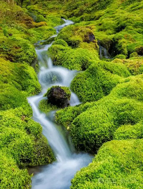 由青苔围拢的小山小河