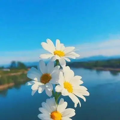 风景静物 背景图 花_风景静物头像_我要个性网