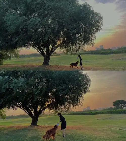 具体位置在坐标/见到了《怦然心动》的那棵树🌲 建议下午六点左右去