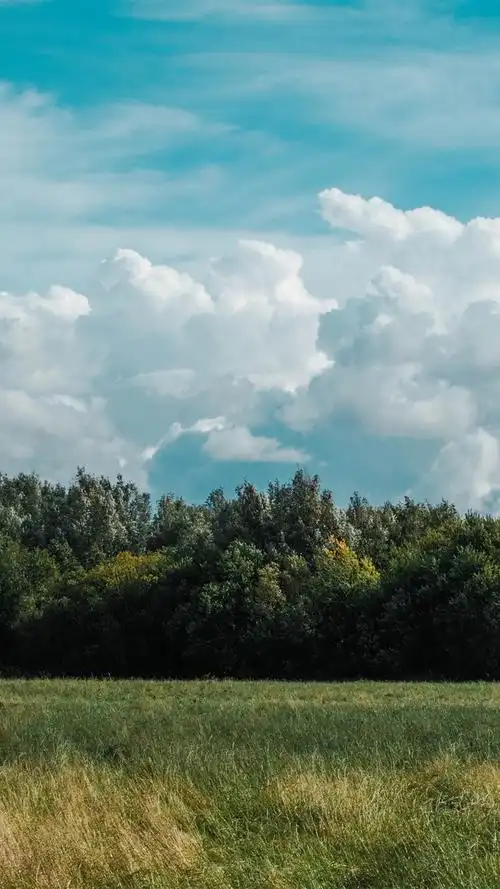 草,树,云,天空 4k