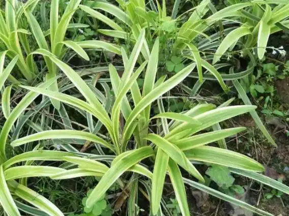 金边草的功效与作用是什么?