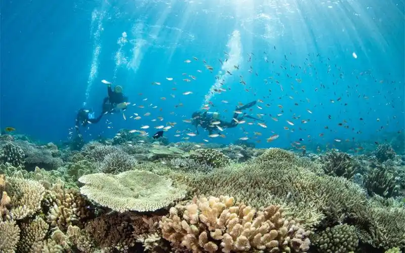 冲绳|沉浸式潜水 #潜水#冲绳#第一视角#海底世界#治愈#琉球