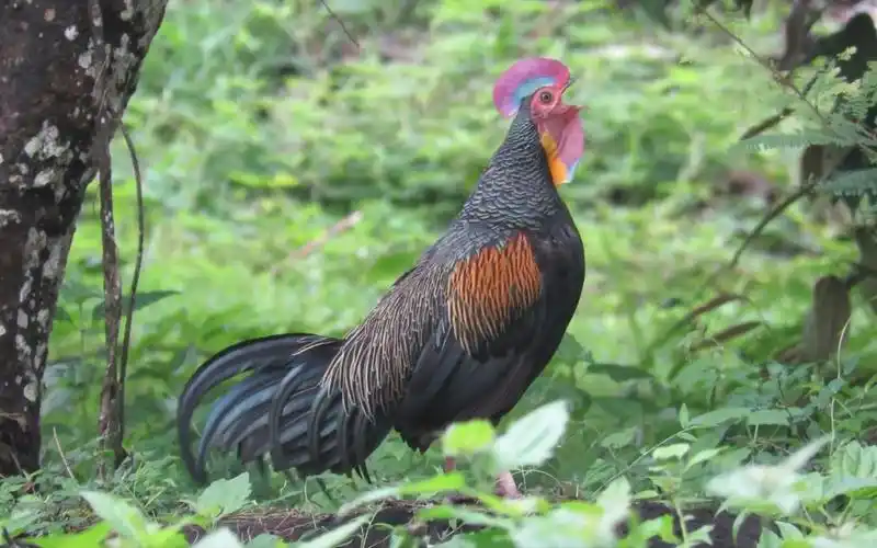 【雉亚科】鸡叫警告!17种野鸡的叫声