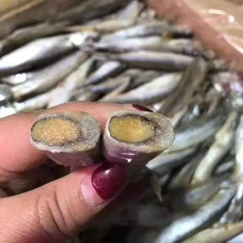 多春鱼满籽海鲜鱼籽鲜活冷冻特大多春鱼新鲜多籽鱼大连海鲜一斤装