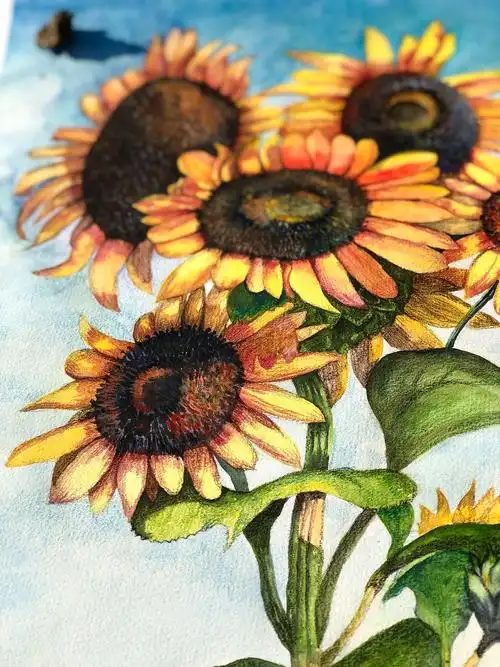 水彩手绘—向日葵