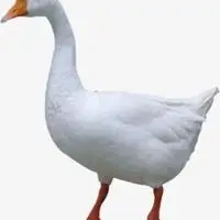 大白鹅可爱头像图片点击鼠标右键下载